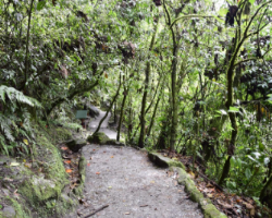 Walking through the trail is also a wonderful experience as there are a number of orchids and hydrangeas flowers on the way.